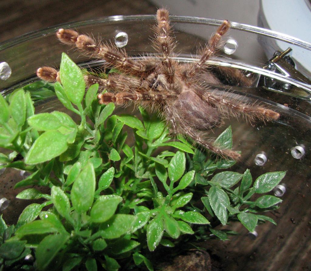 Poecilotheria striata