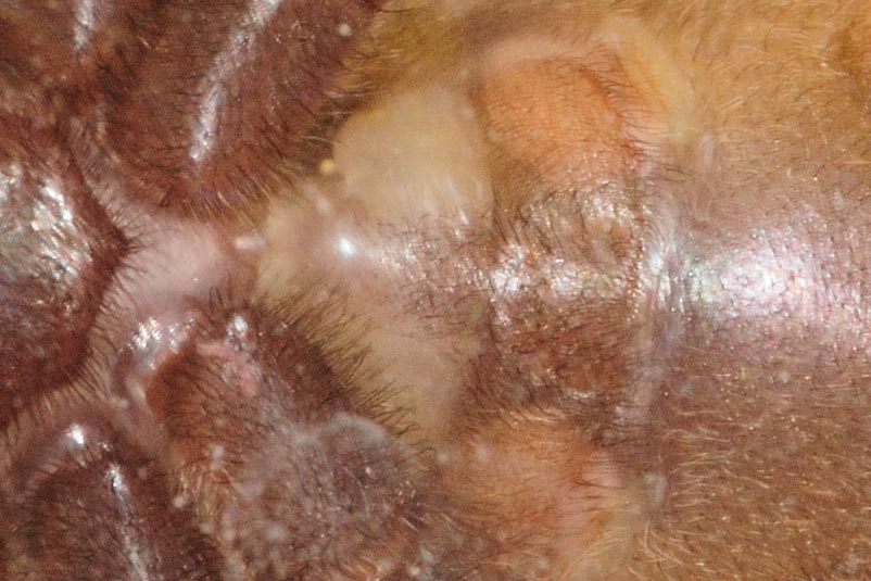 Poecilotheria striata