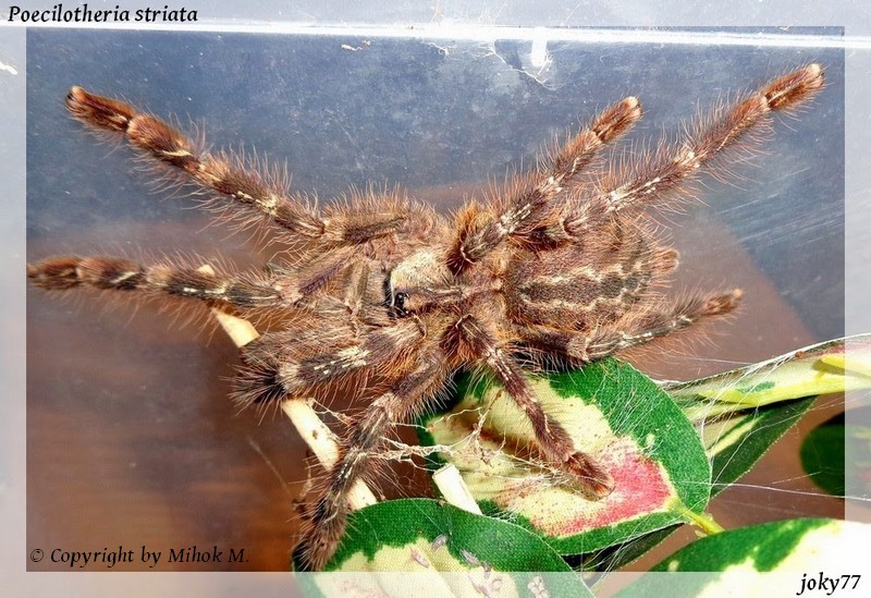 Poecilotheria striata