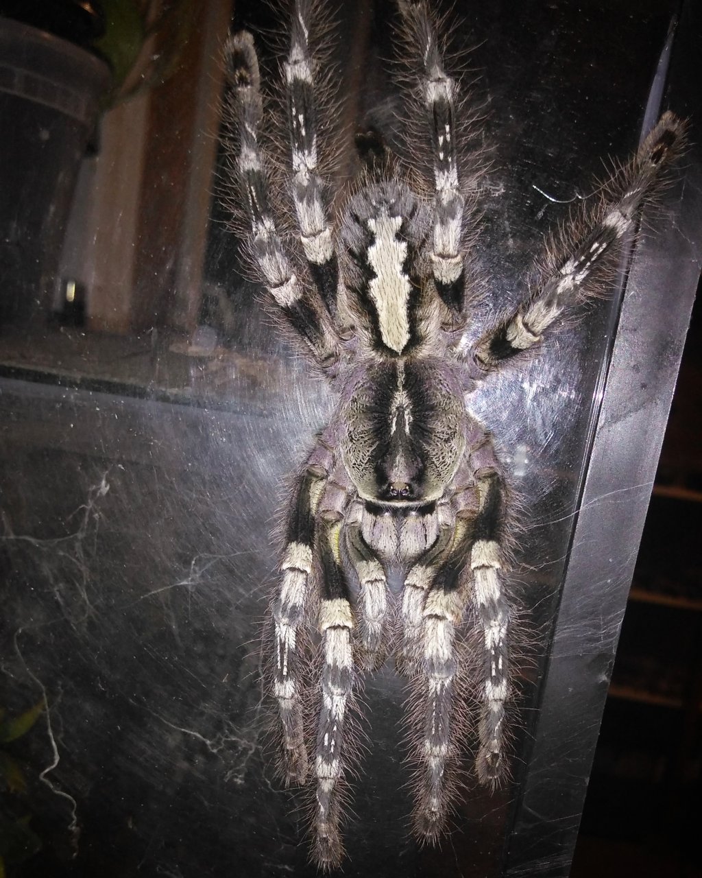 Poecilotheria striata