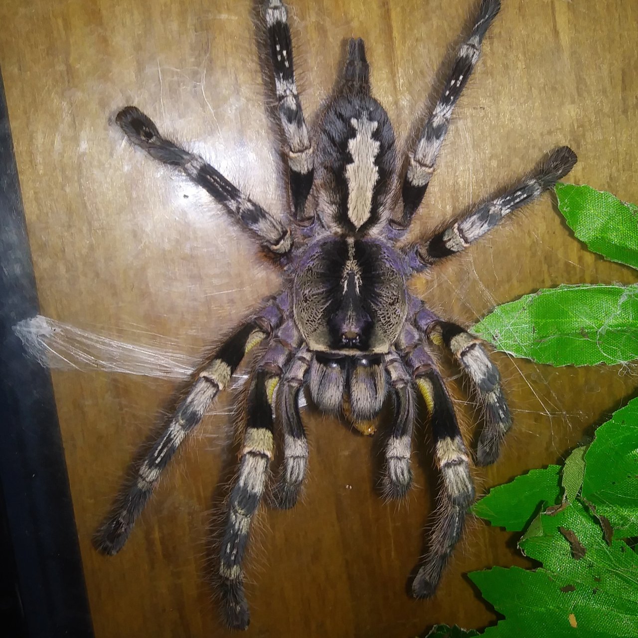 Poecilotheria striata