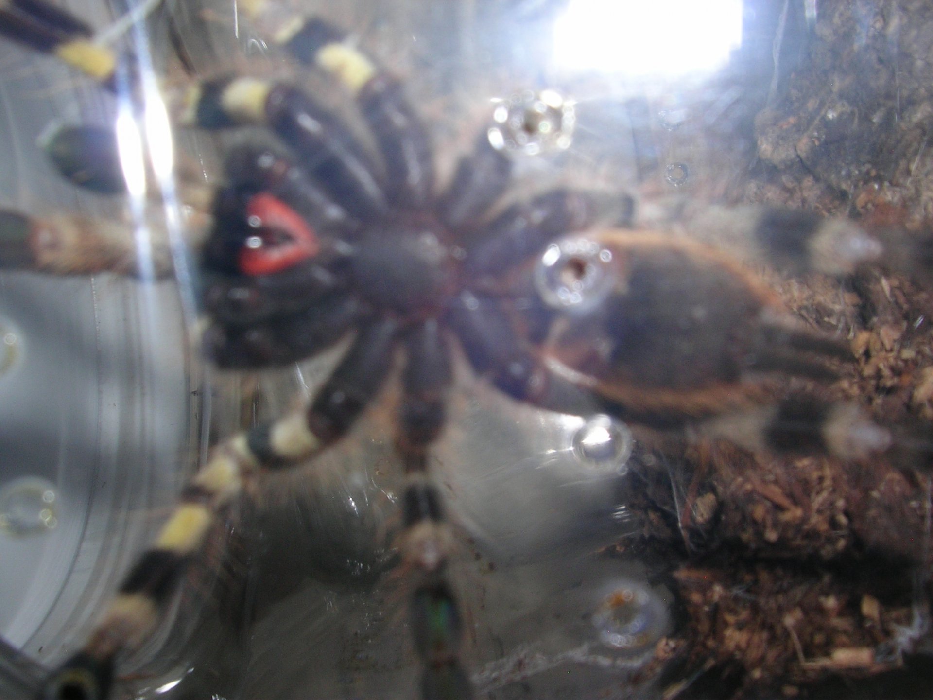 Poecilotheria striata