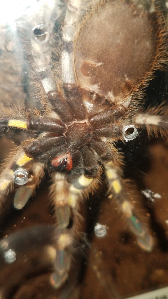 Poecilotheria Striata