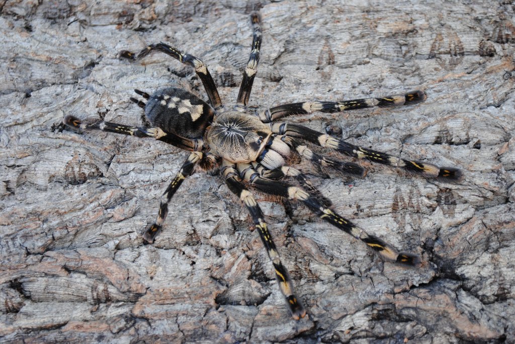 Poecilotheria subfusca “Lowland” - Female