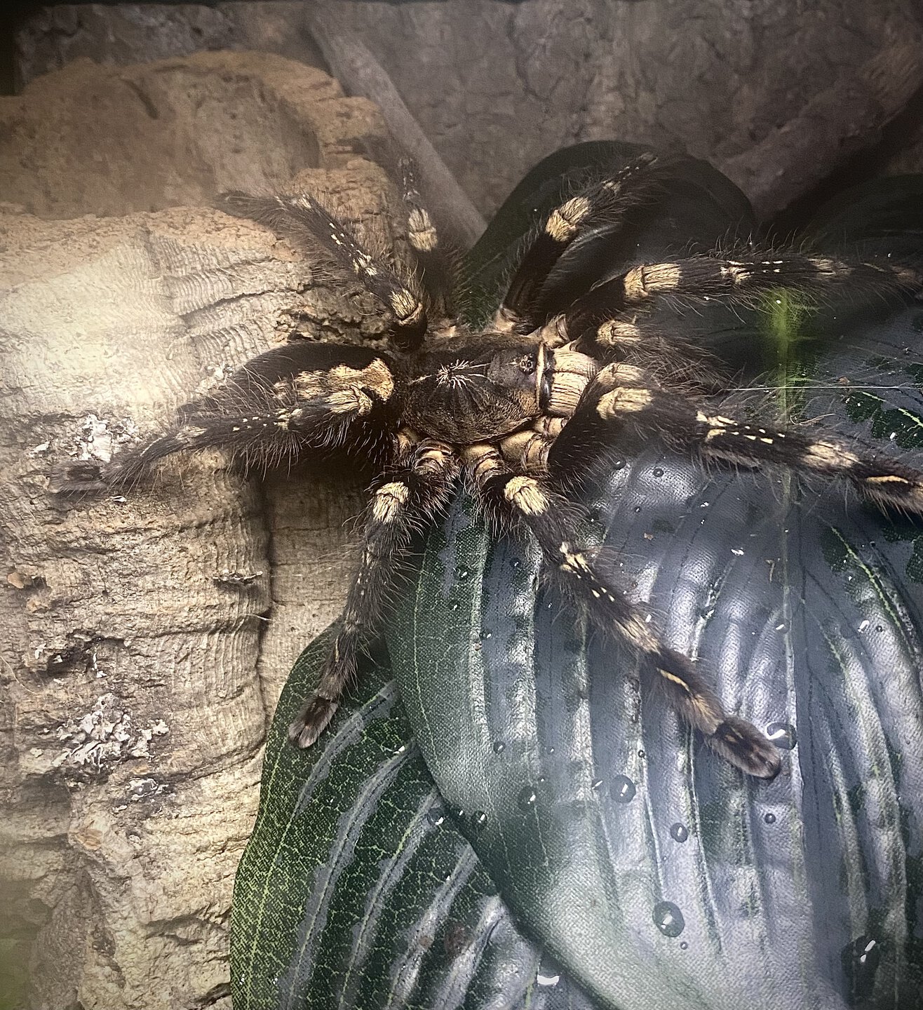 Poecilotheria subfusca “lowland”