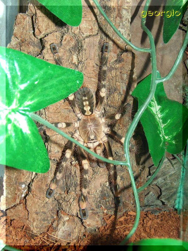 Poecilotheria subfusca female