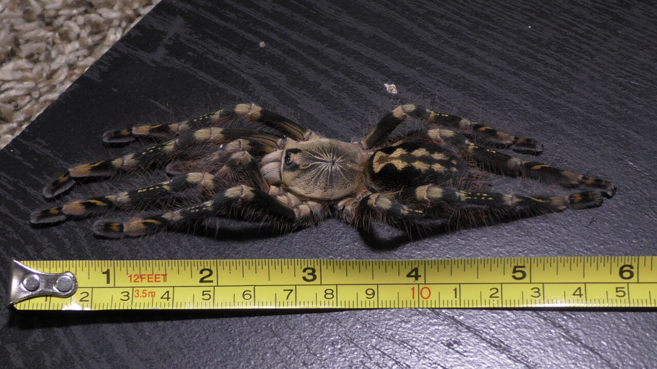 Poecilotheria subfusca "Highland" (Supposedly)