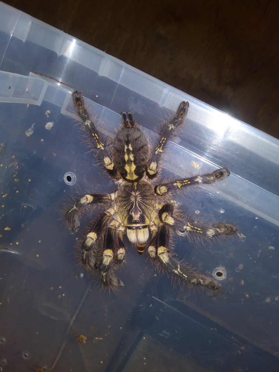 Poecilotheria subfusca Highland