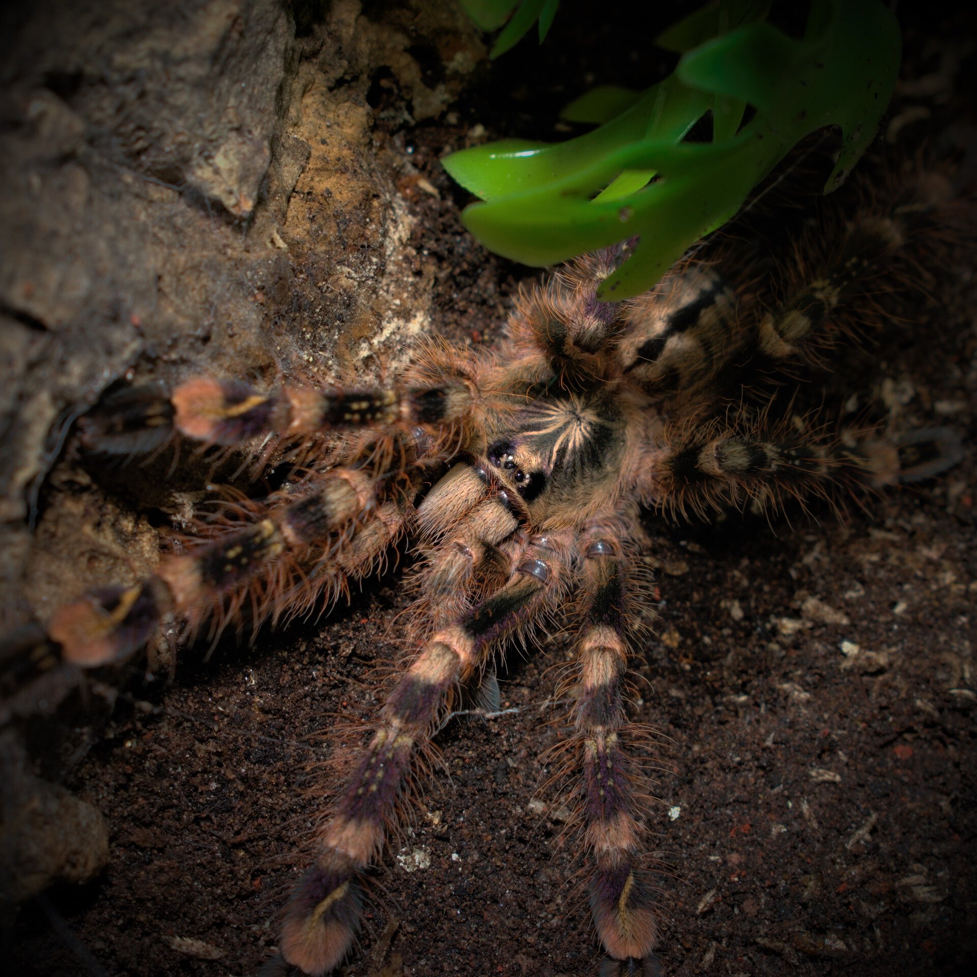 Poecilotheria subfusca "Highland"