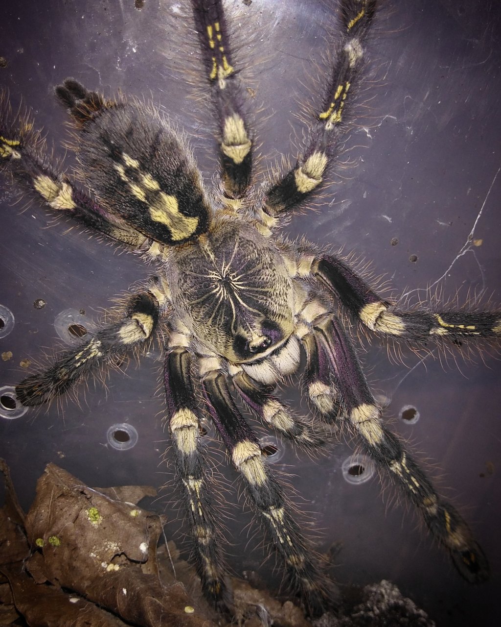 Poecilotheria subfusca HL