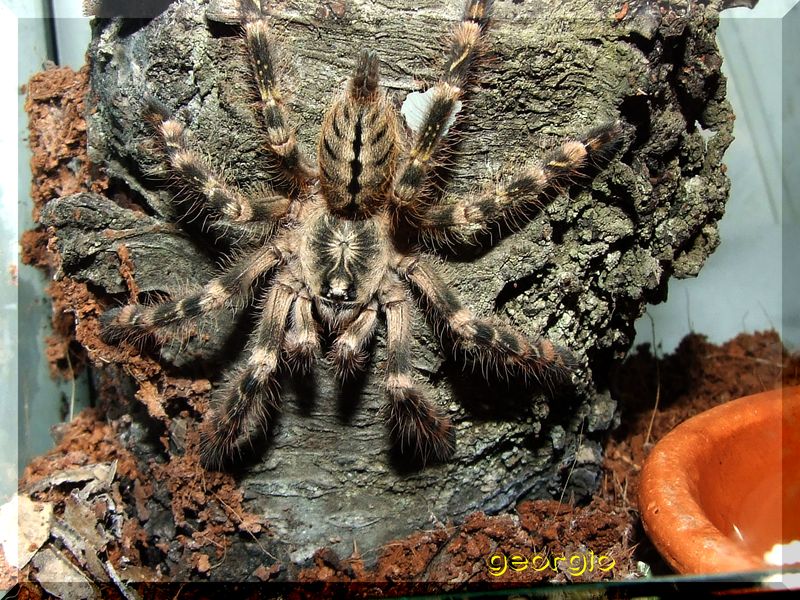 Poecilotheria subfusca juv. male