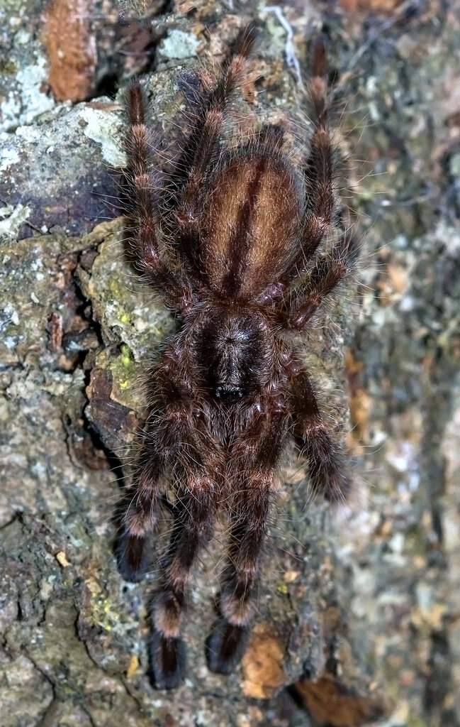 Poecilotheria subfusca "LL" (sling)