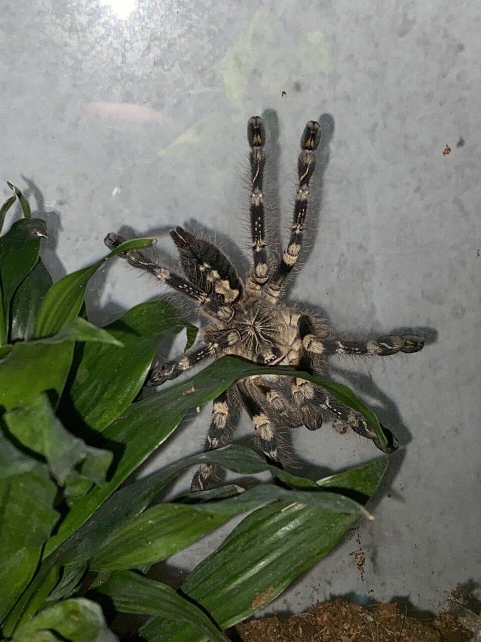 Poecilotheria subfusca LL