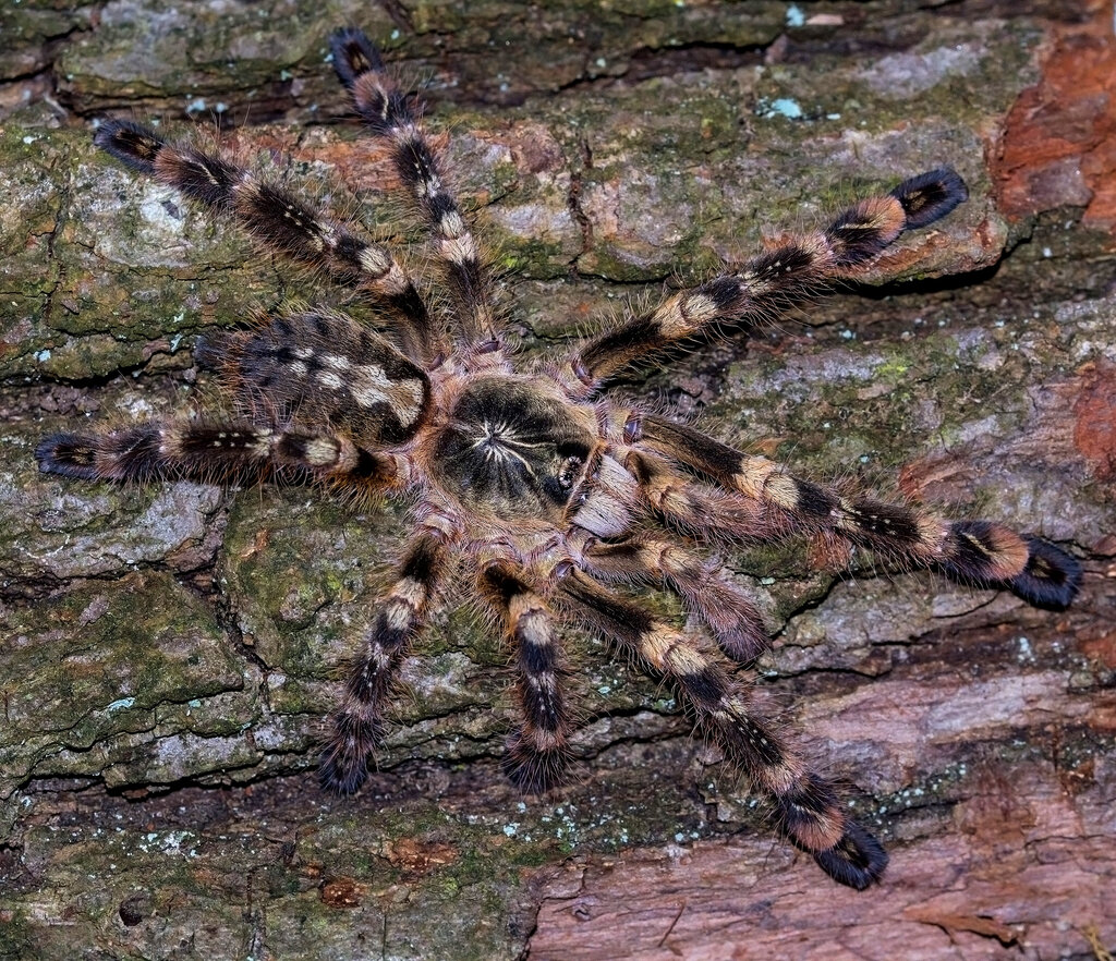 Poecilotheria subfusca "Lowland" (juv. male)