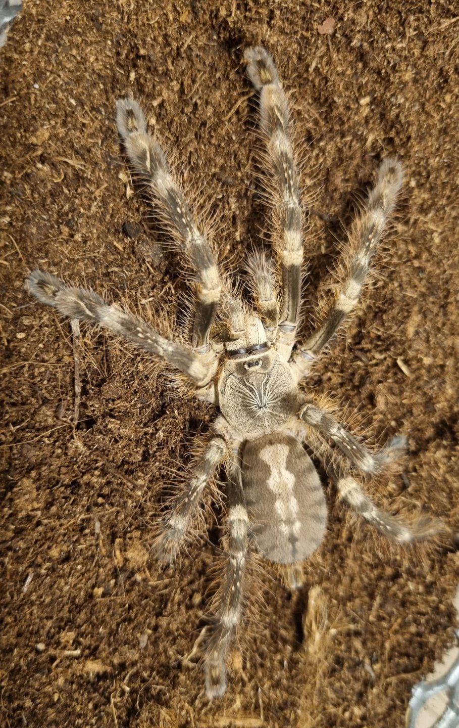 Poecilotheria subfusca Lowland juvenile 0,1