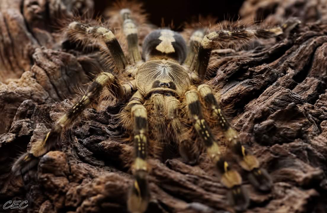 Poecilotheria subfusca 'Lowland' | Arachnoboards