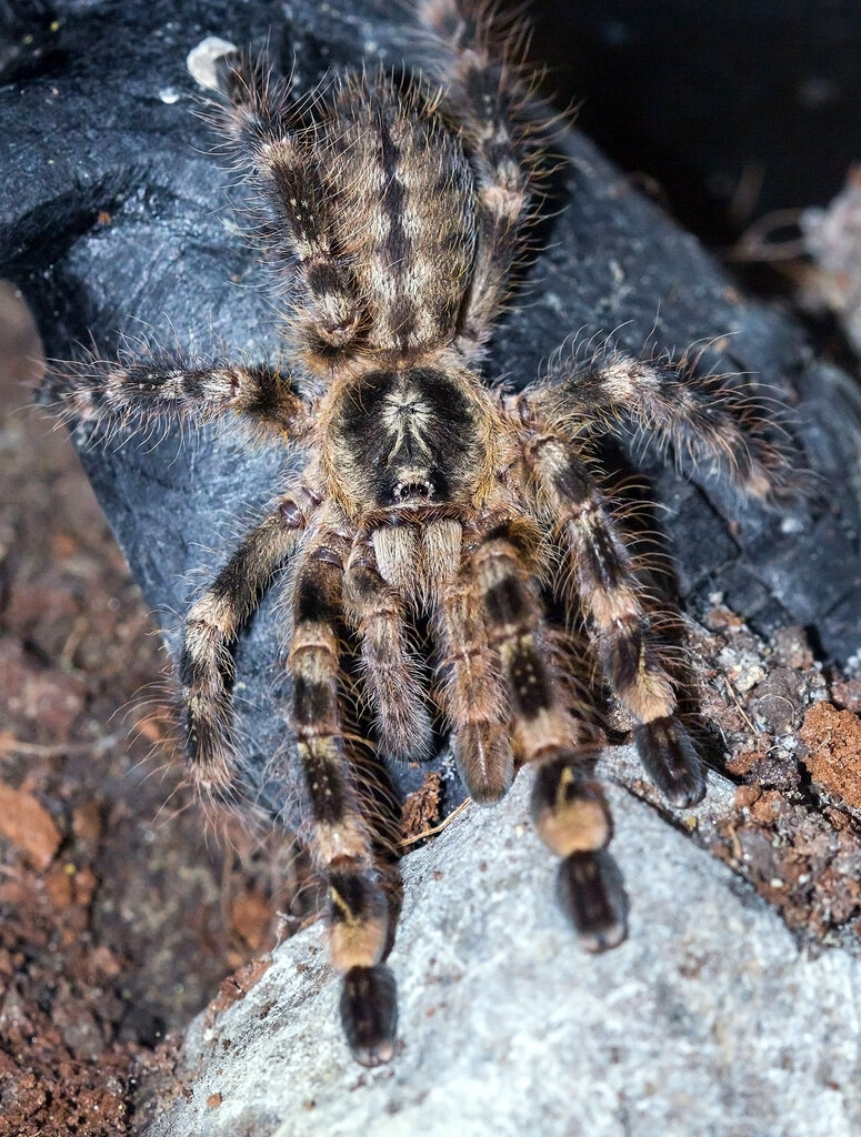 Poecilotheria subfusca "Lowland"