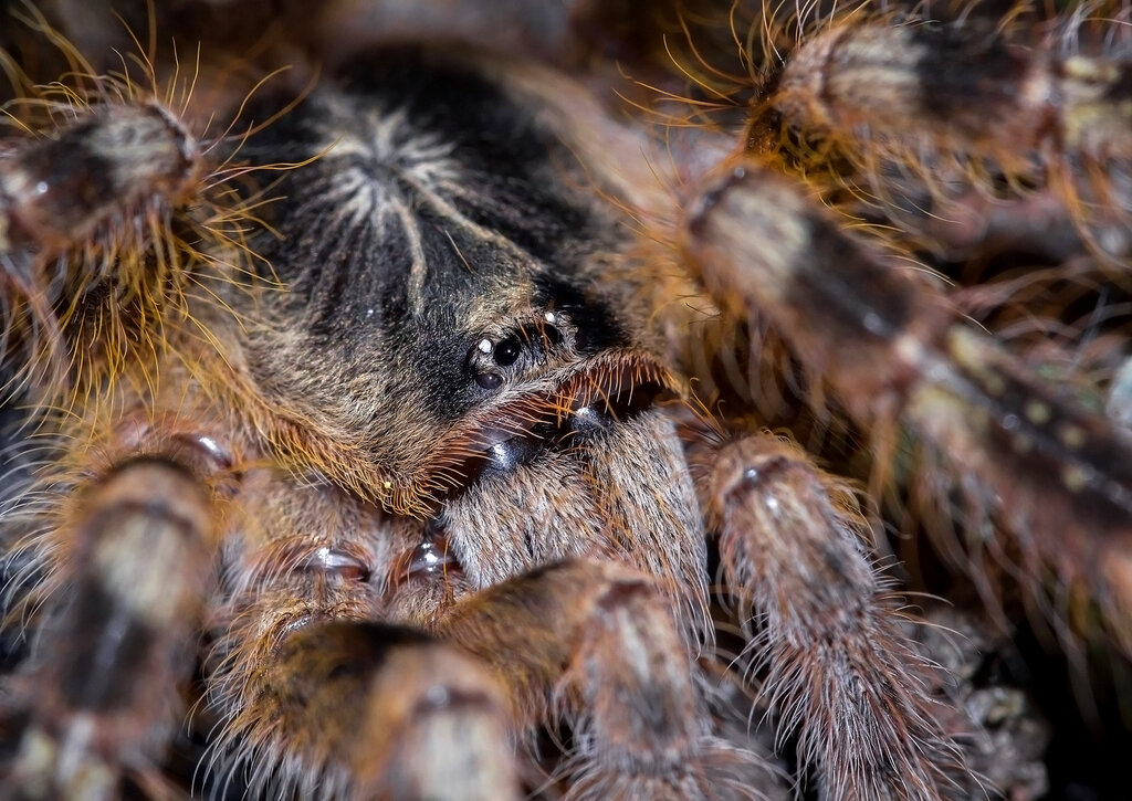 Poecilotheria subfusca "Lowland"