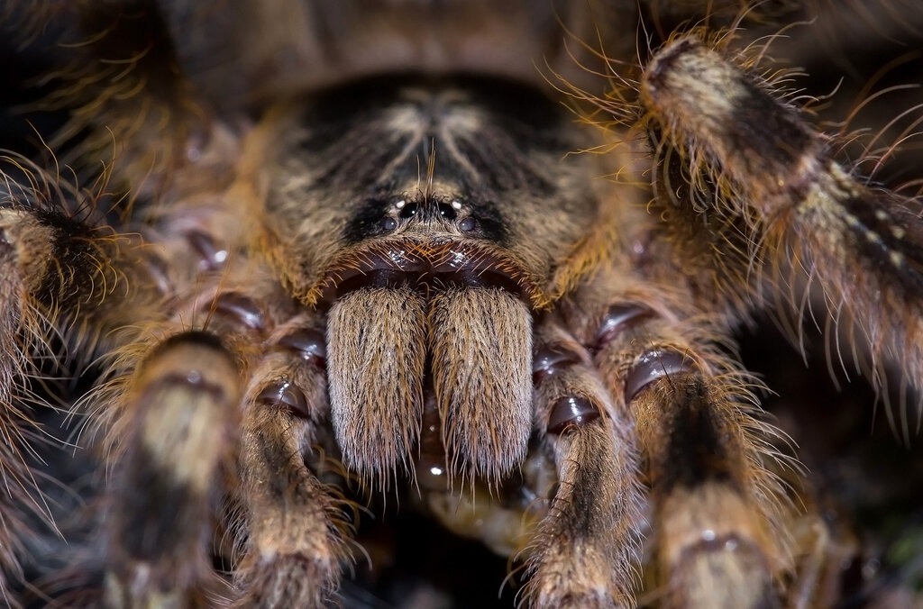 Poecilotheria subfusca "Lowland"