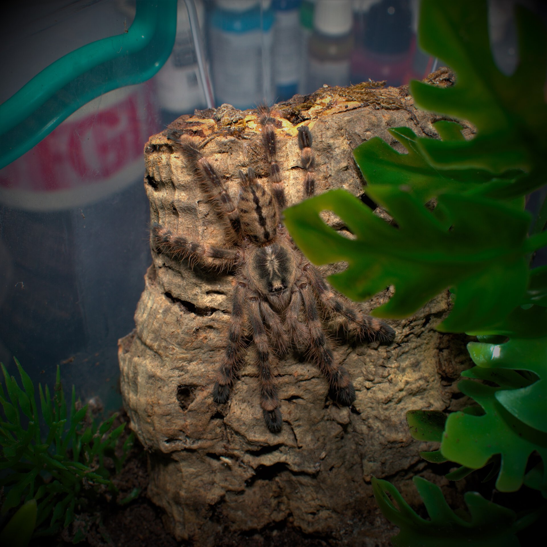 Poecilotheria subfusca "Lowland"