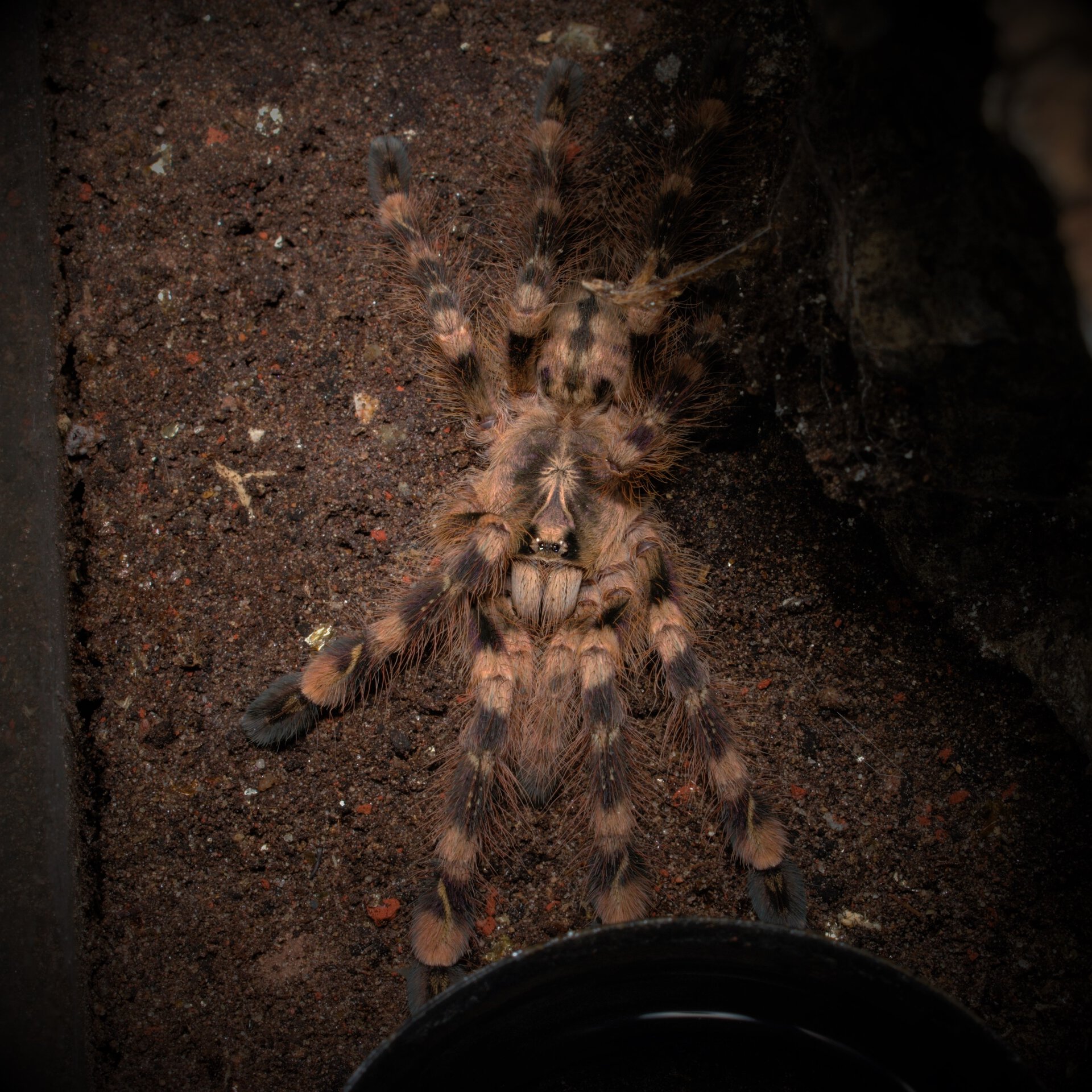 Poecilotheria subfusca "Lowland"