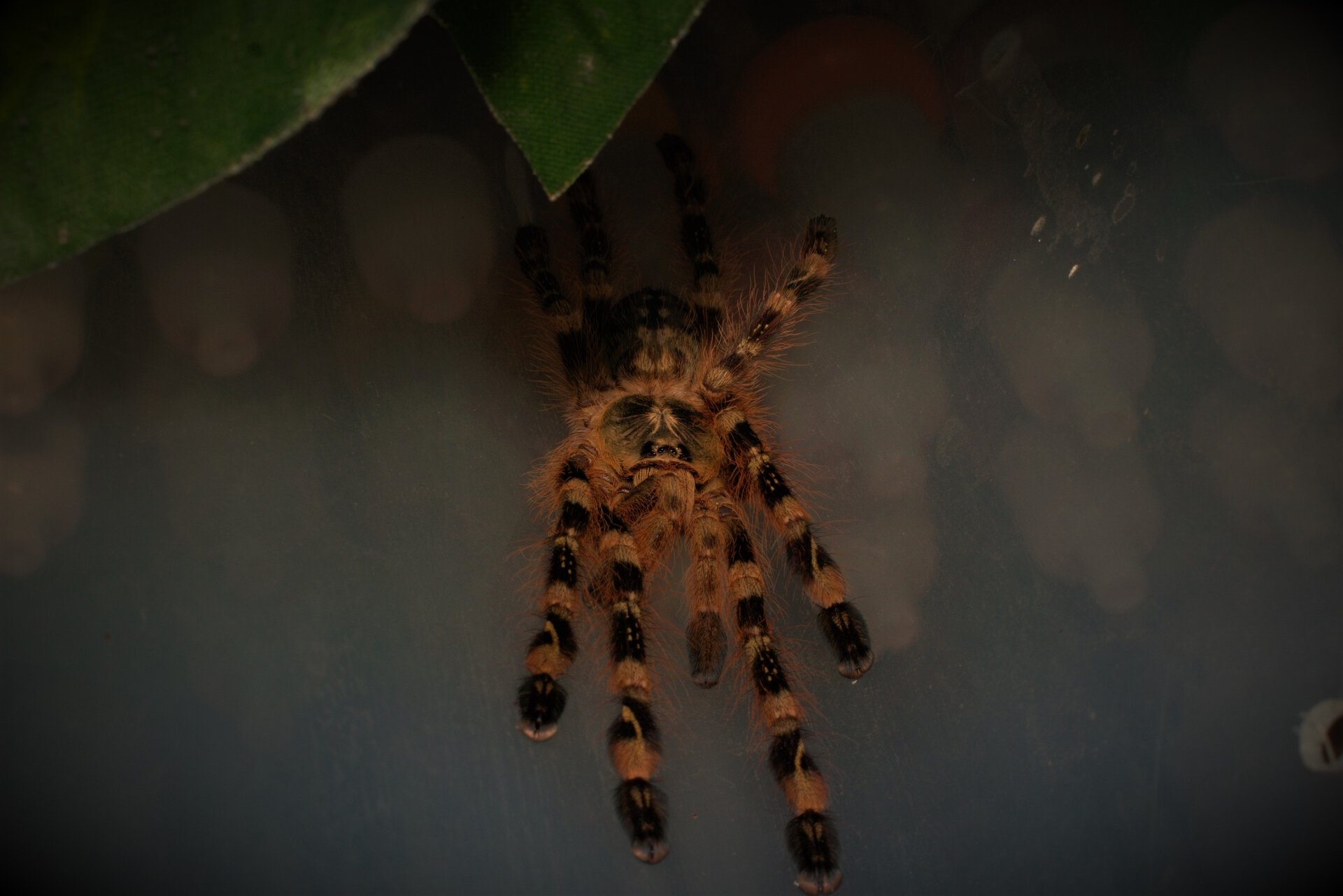 Poecilotheria subfusca "Lowland"