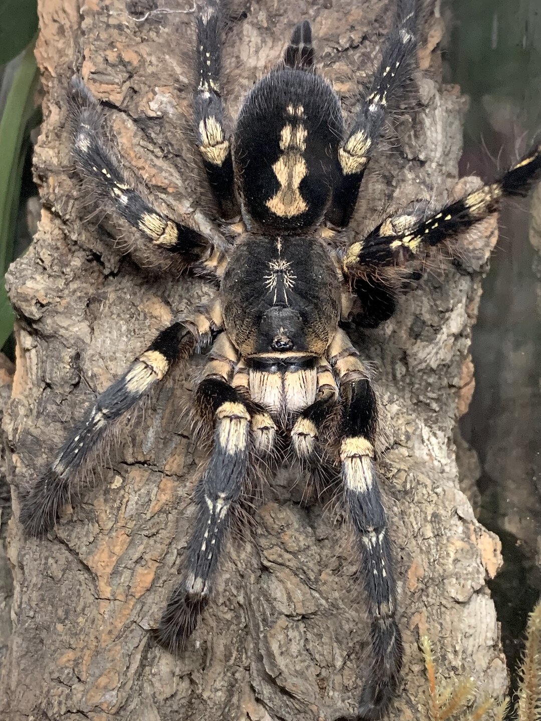 Poecilotheria subfusca "lowland"