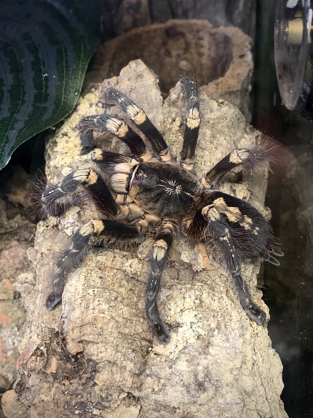 Poecilotheria subfusca "lowland"