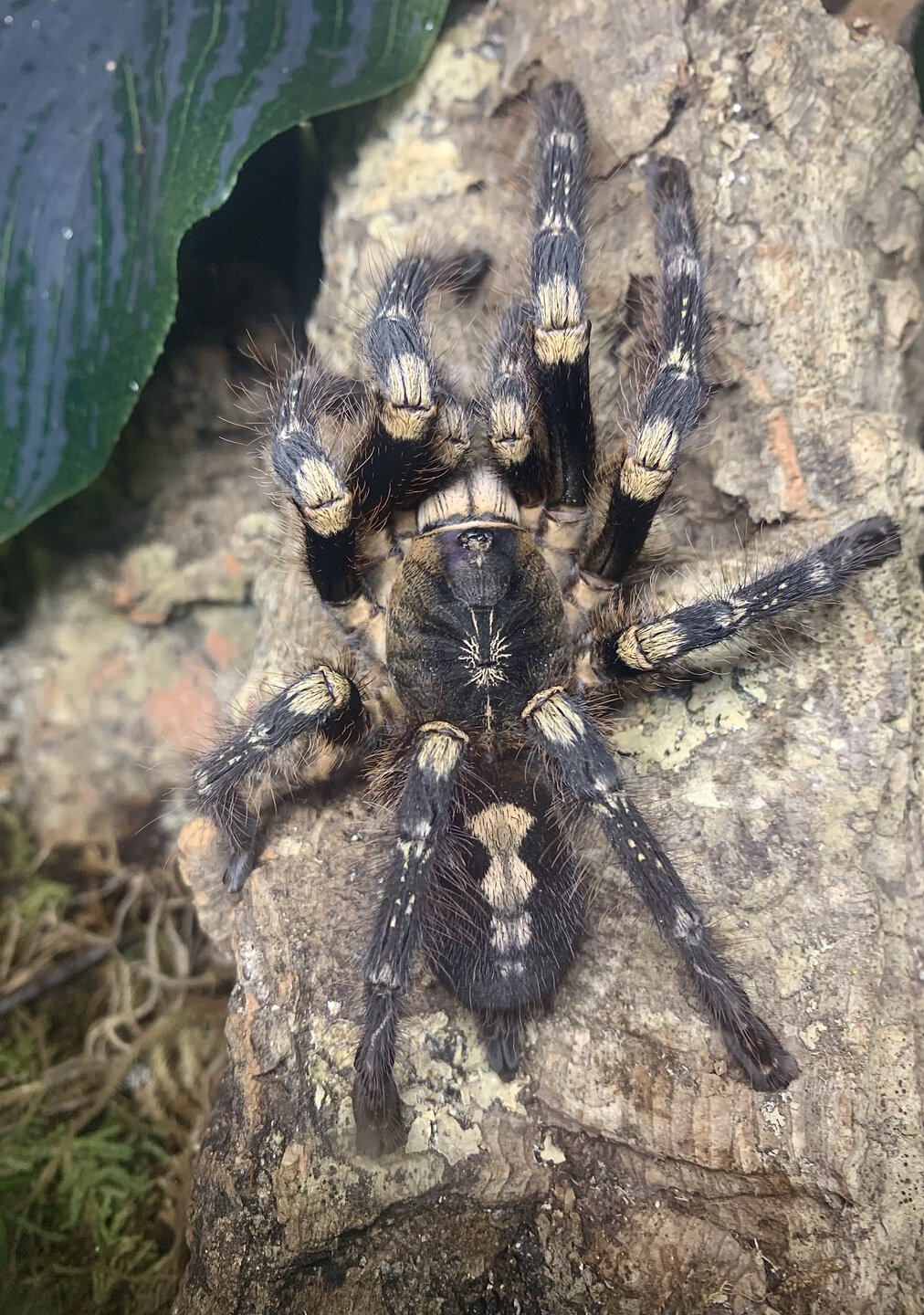 Poecilotheria subfusca "lowland"