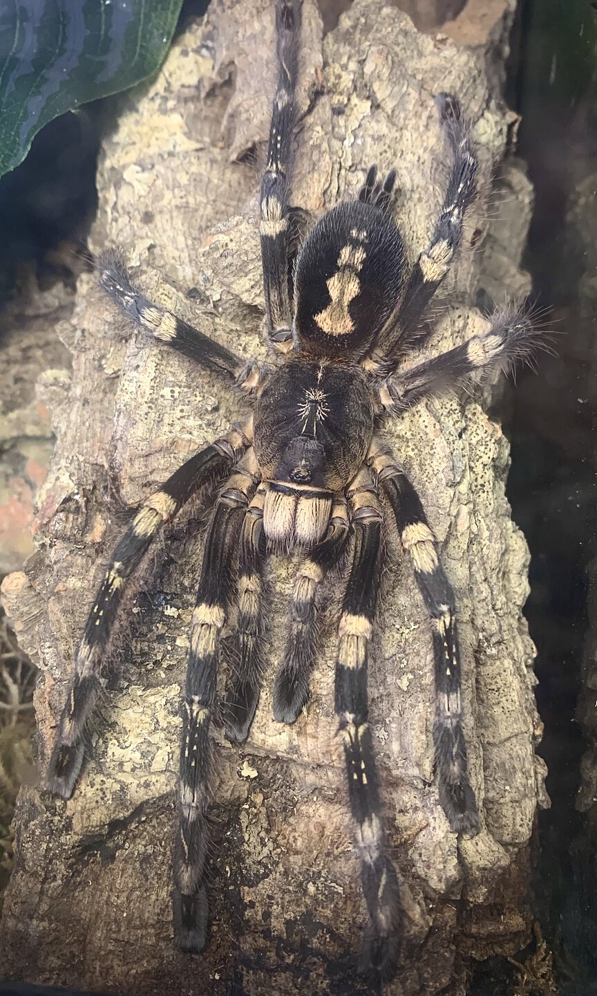 Poecilotheria subfusca "lowland"