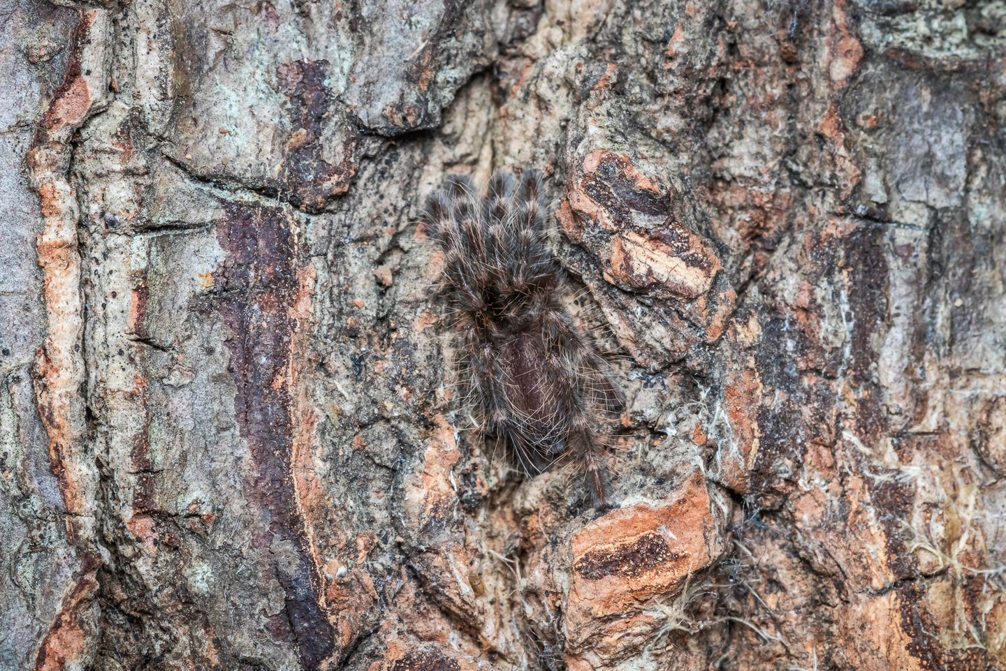 Poecilotheria subfusca "lowland"