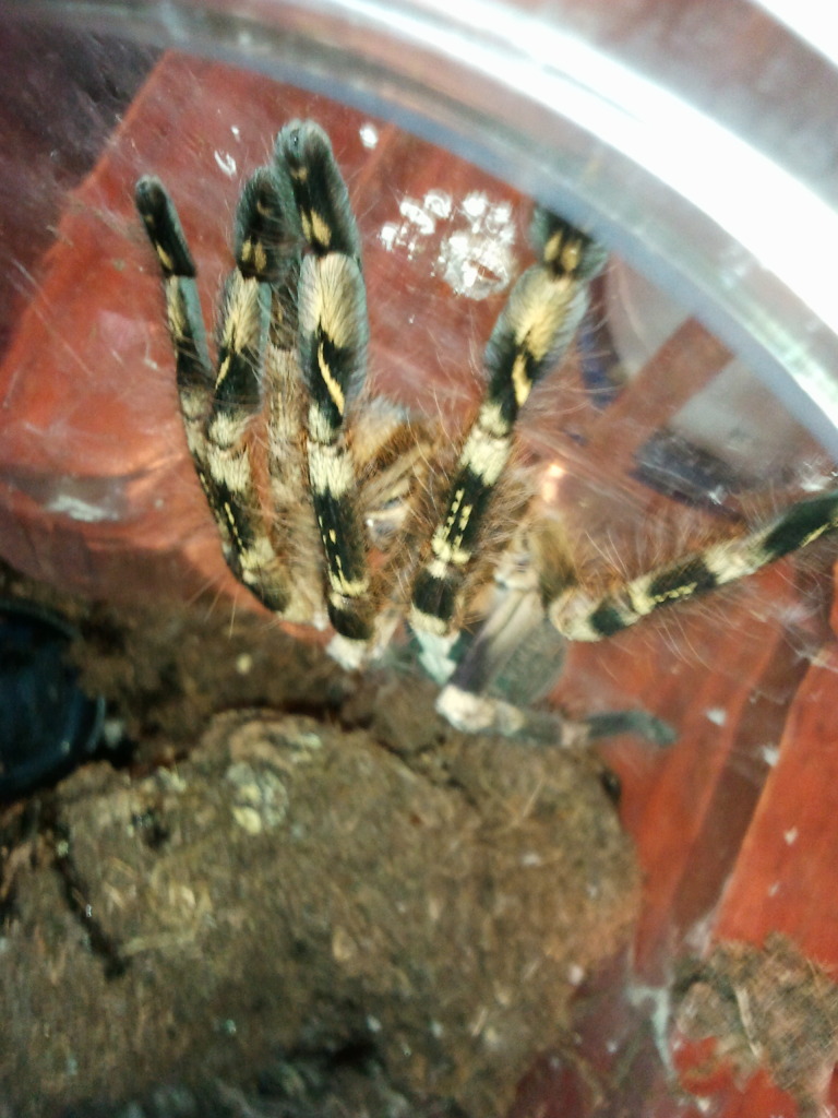 Poecilotheria subfusca &quot;bara&quot;
