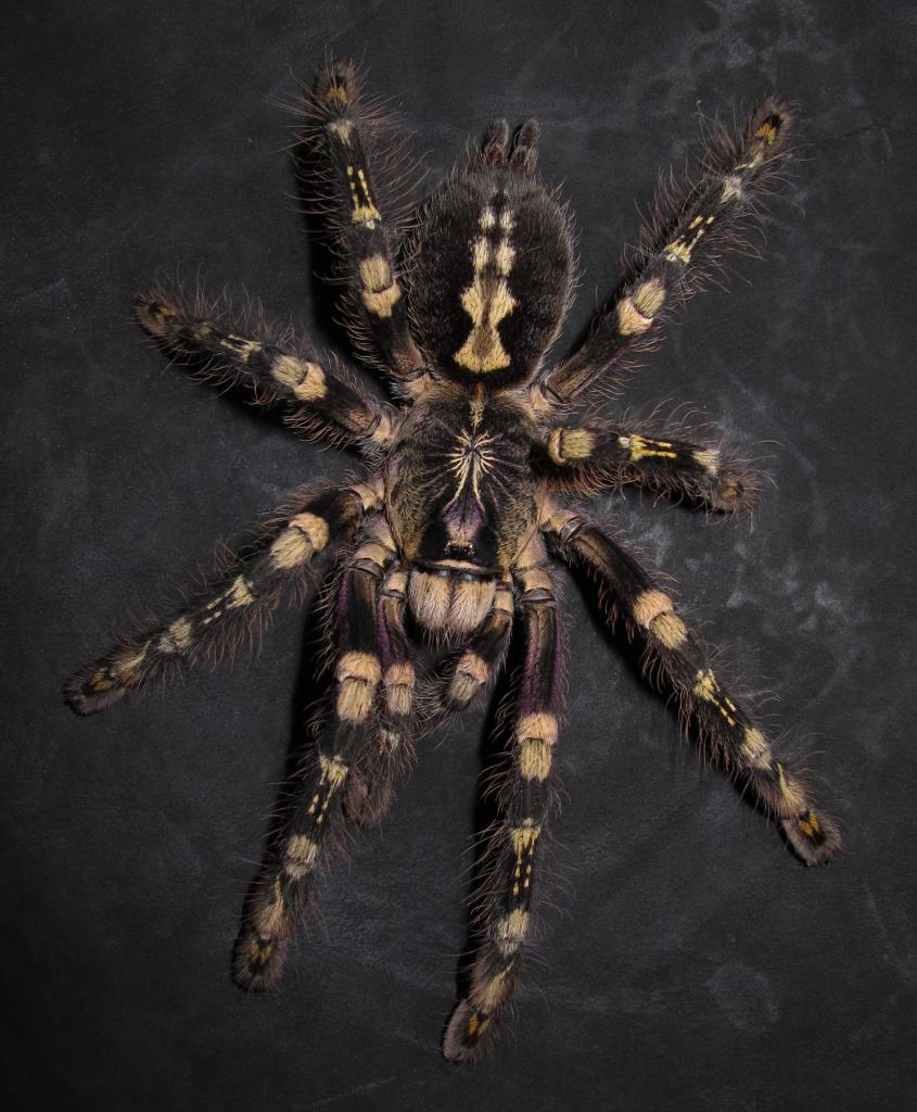 Poecilotheria subfusca&quot;highland form&quot;：♀