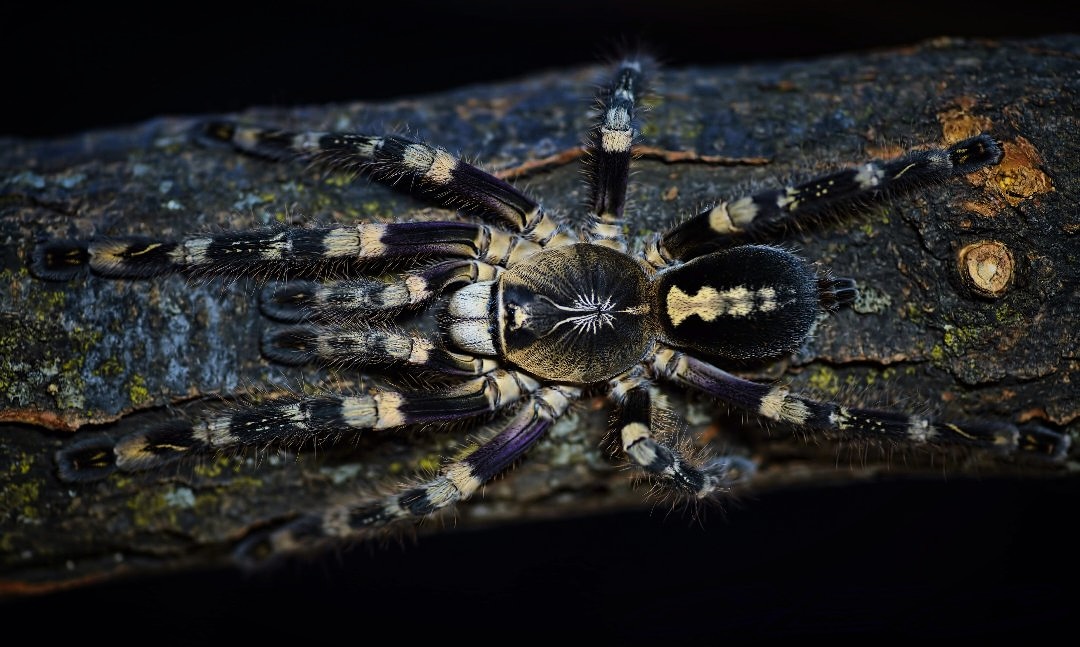 Poecilotheria subfusca (sp. "lowland")