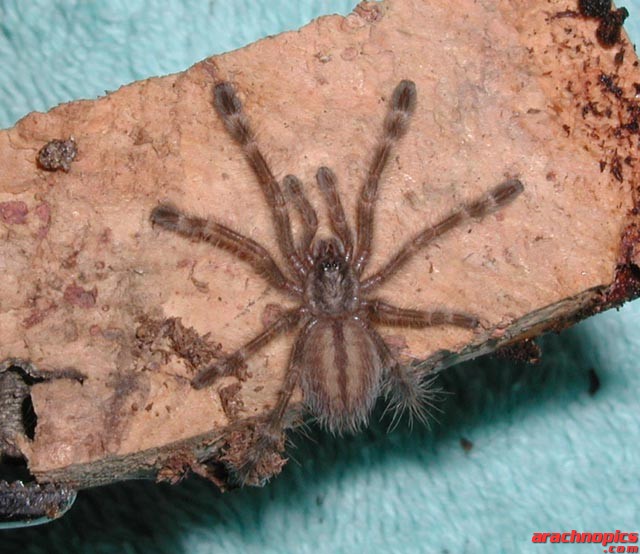 Poecilotheria subfusca