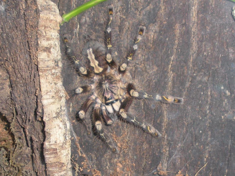 Poecilotheria Subfusca