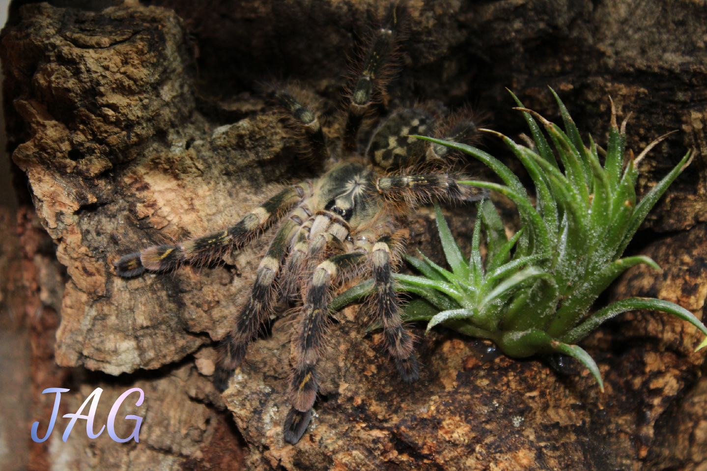 Poecilotheria Subfusca