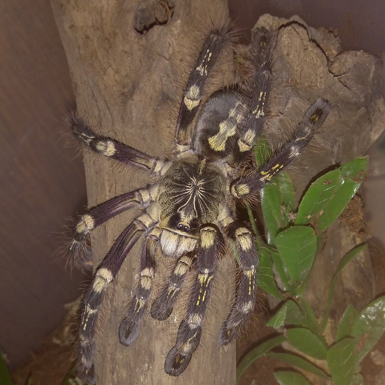 Poecilotheria subfusca