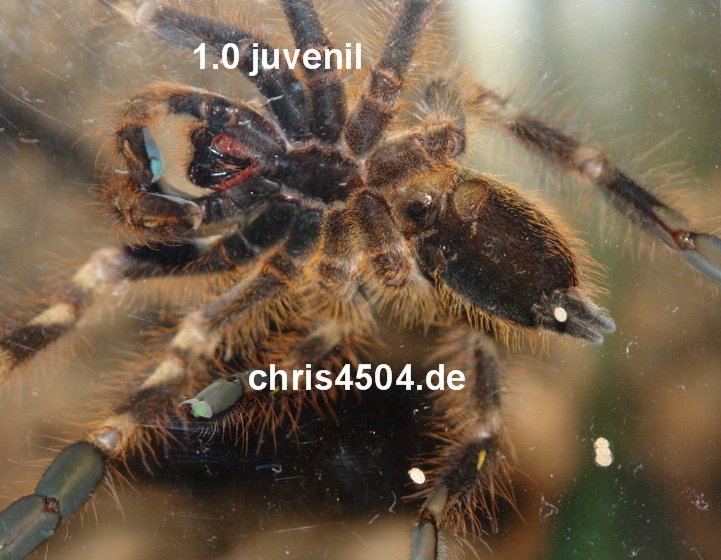 Poecilotheria subfusca