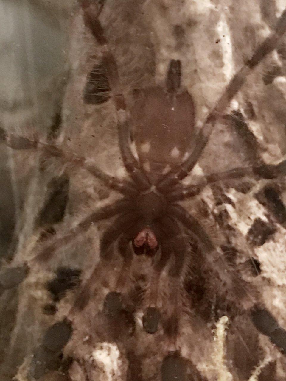 Poecilotheria subfusca