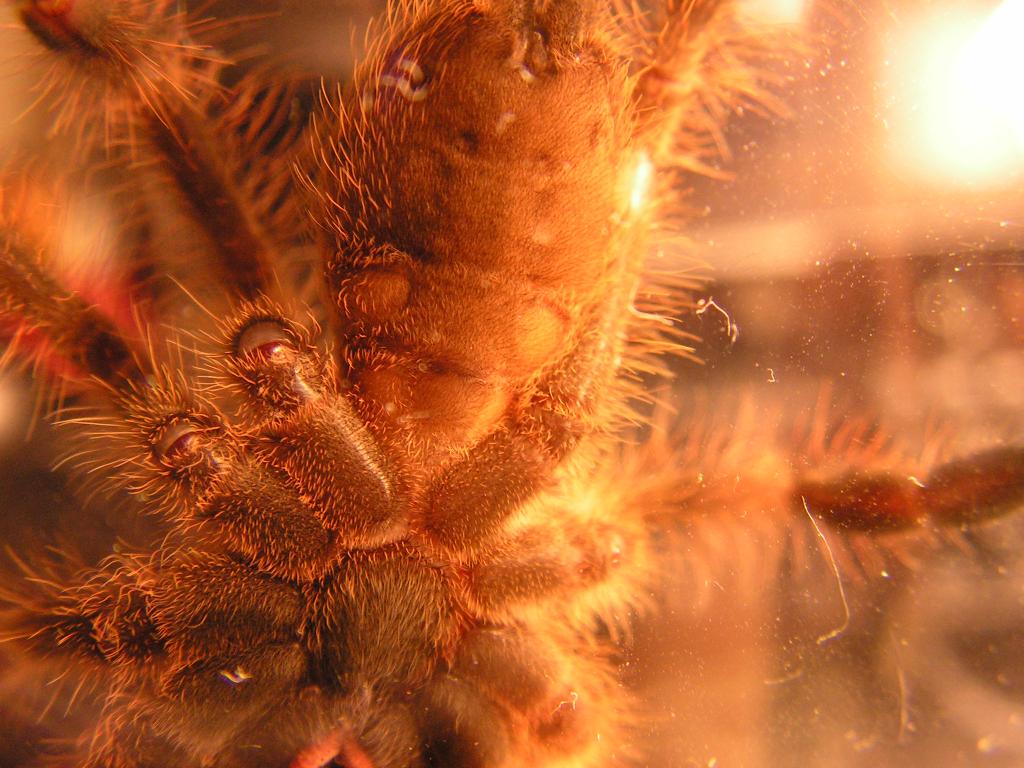 Poecilotheria subfusca