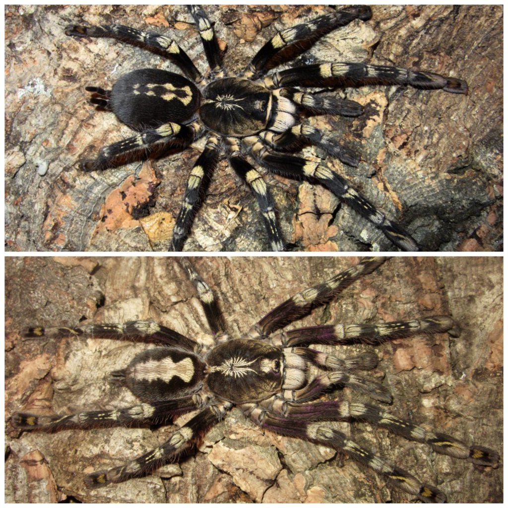 Poecilotheria subfusca