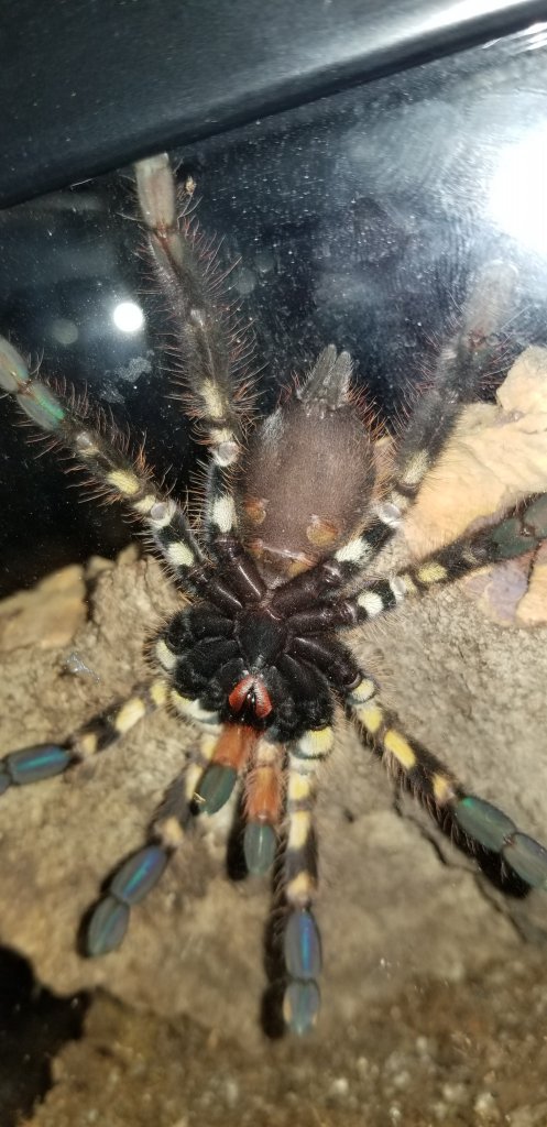 Poecilotheria subfusca