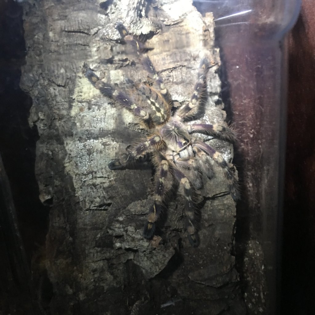 Poecilotheria subfusca