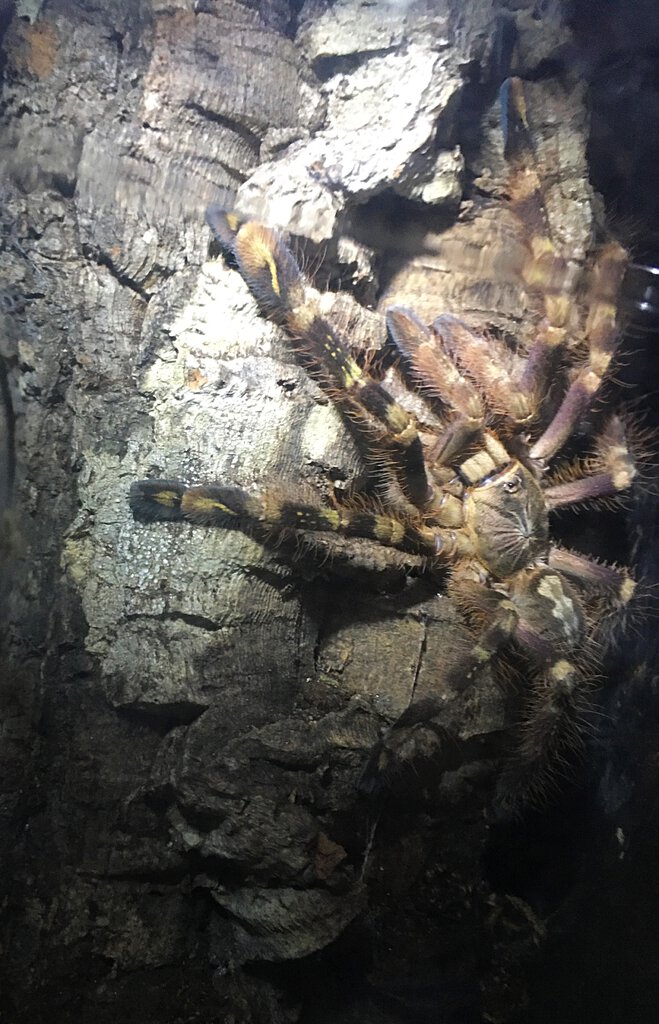 Poecilotheria subfusca