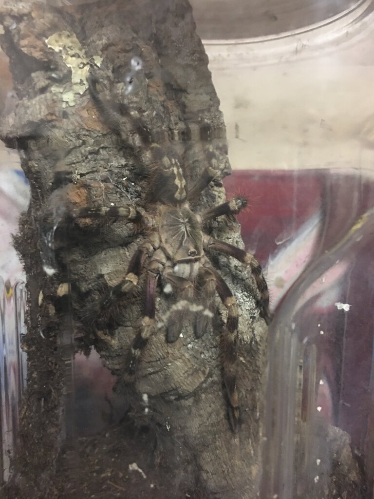 Poecilotheria subfusca