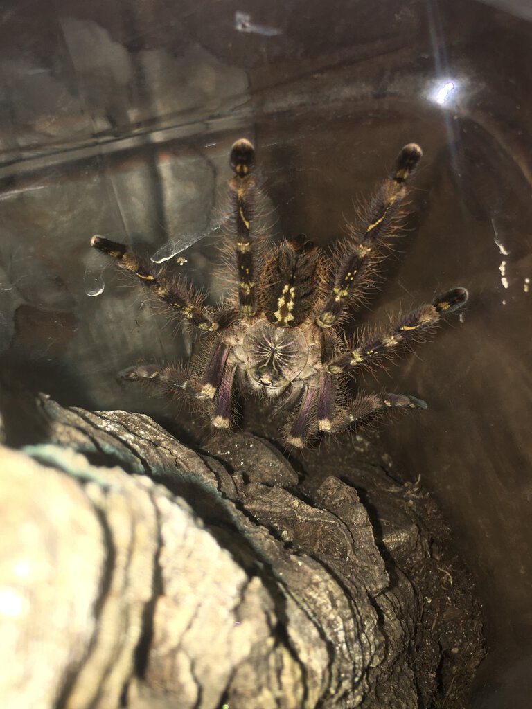 Poecilotheria subfusca