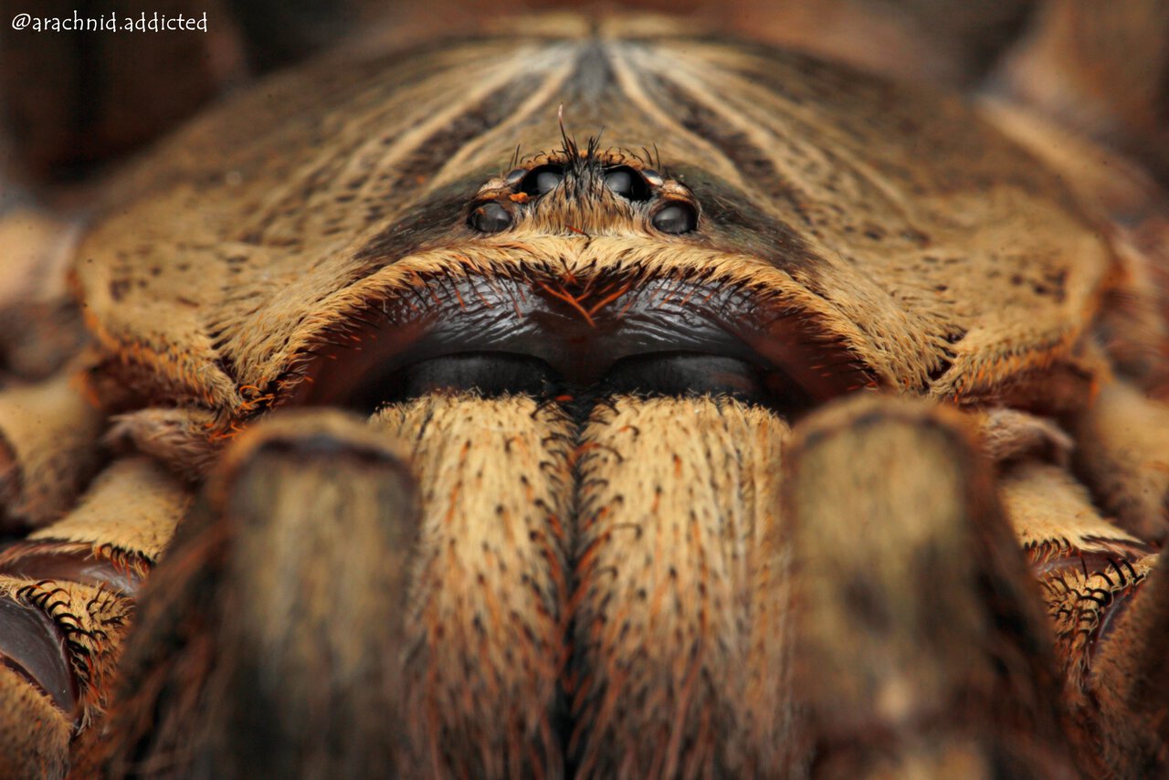 Poecilotheria subfusca.