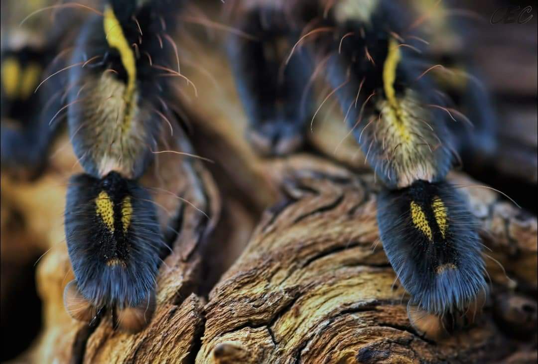 Poecilotheria subfusca