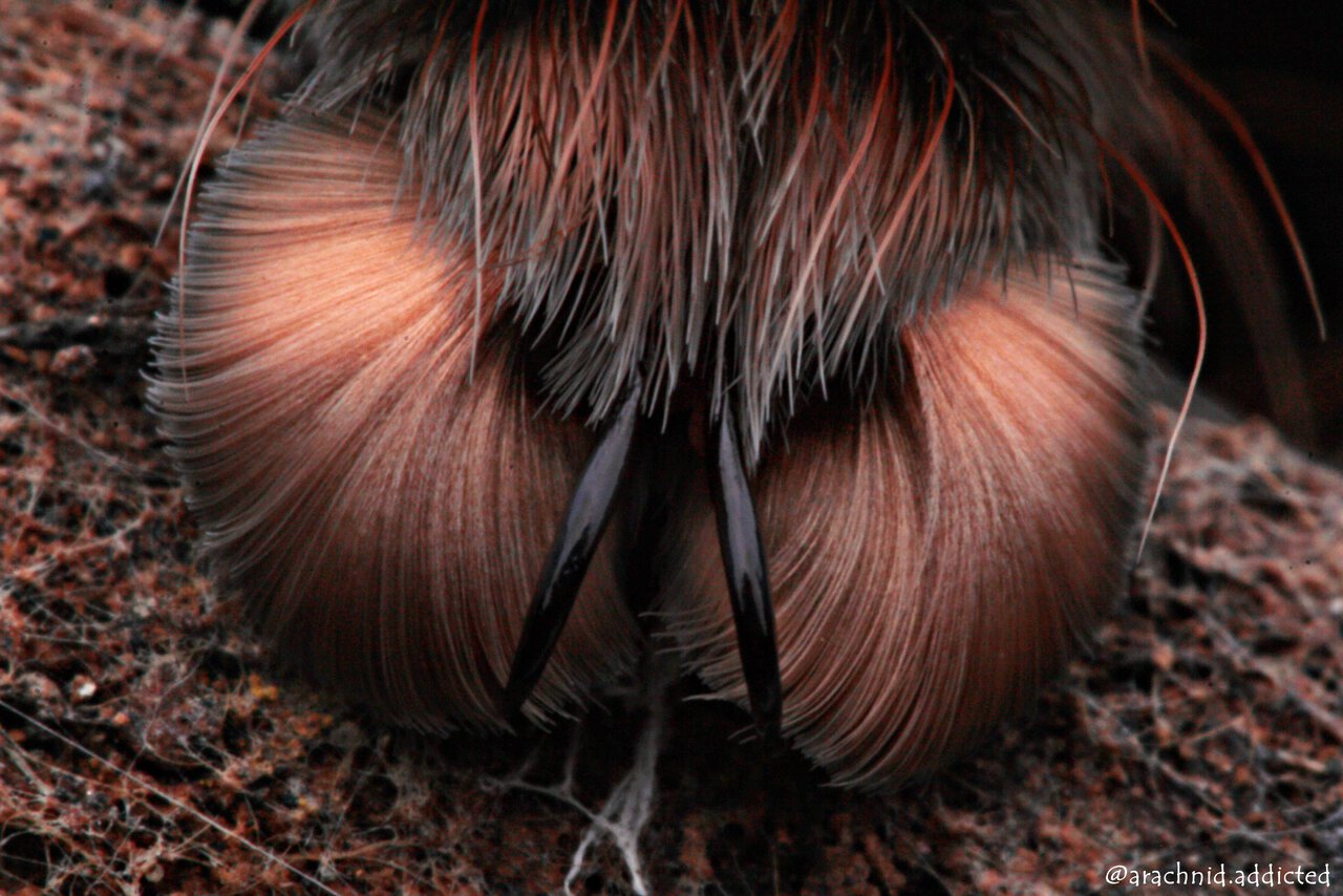 Poecilotheria subfusca.